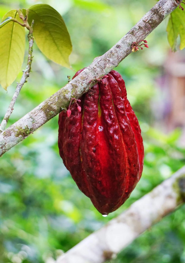 Ceremonial Cacao: the Process from Tree to Nib