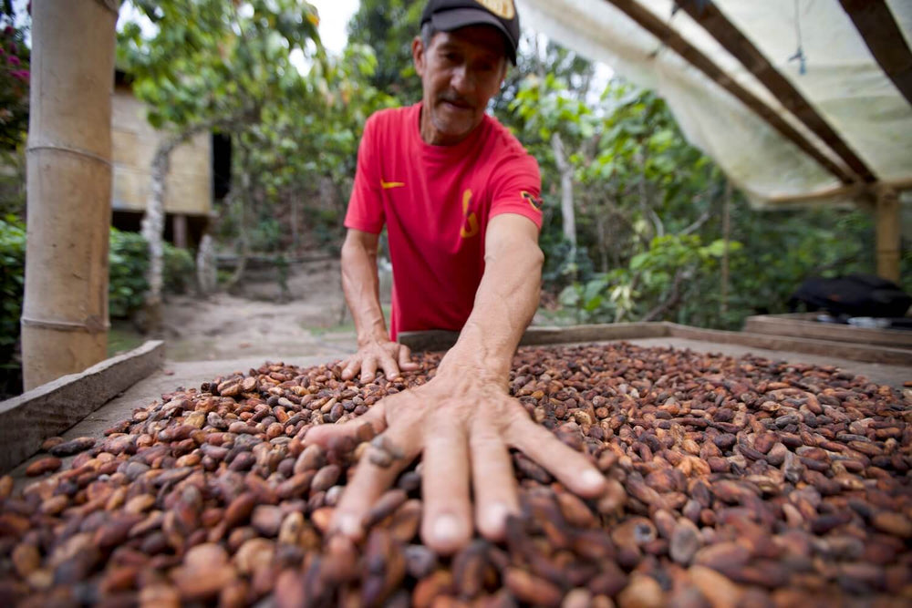 Farmer sorting ceremonial cacao beans