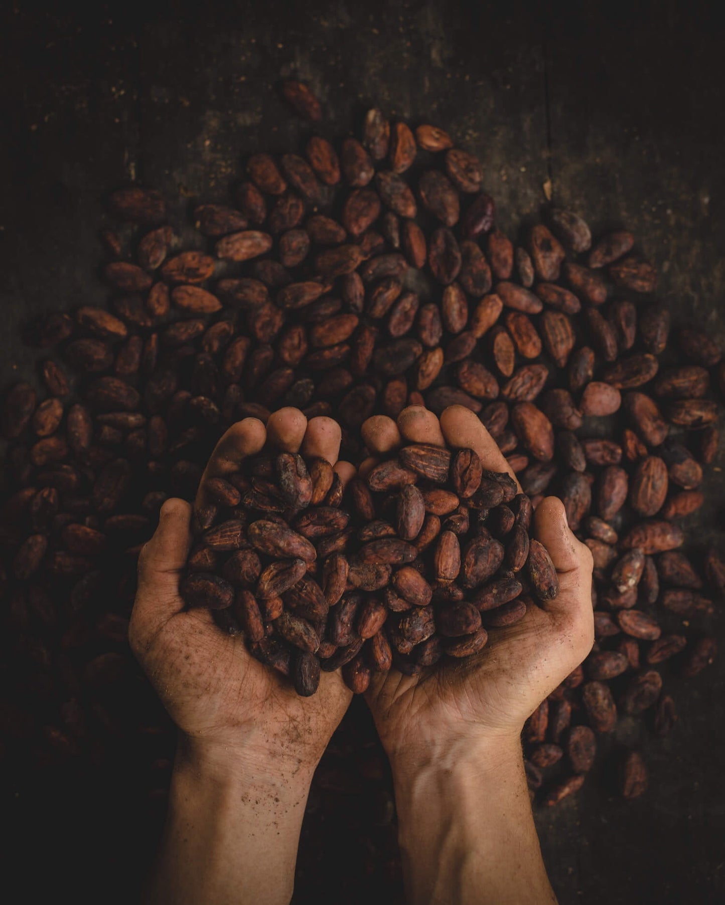 a handful of fresh roasted ceremonial cacao beans